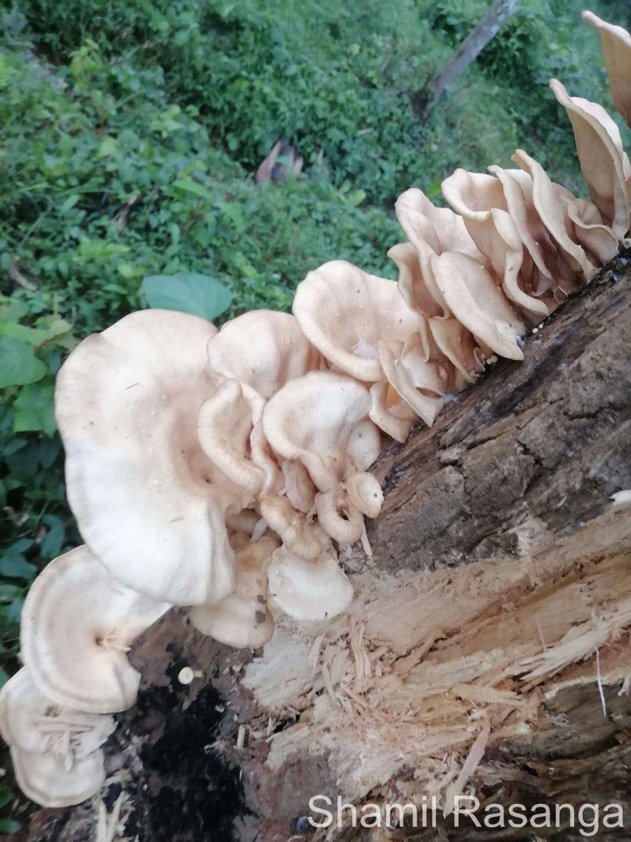 Pleurotus